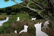 Image from feral cat PSA